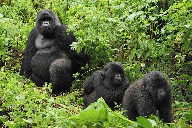 5 days gorilla & Wildlife safari in Uganda - Day 5: Chimpanzees at Kyambura Gorge