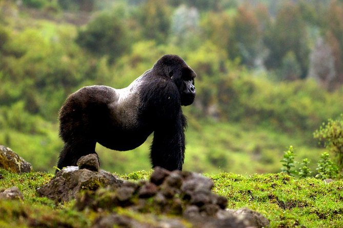 5 days gorilla & Wildlife safari in Uganda - Guides, lodges, and the private format