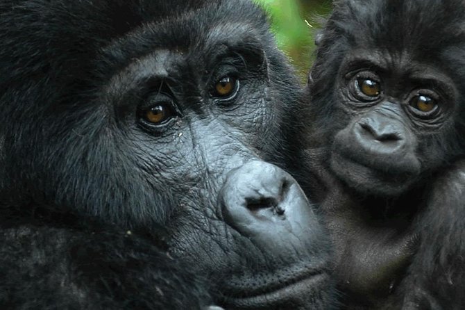5 days gorilla & Wildlife safari in Uganda - Who should book this safari?