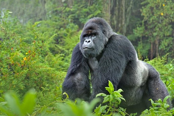 5 days gorillas and chimpanzee tracking - Why this Uganda route works