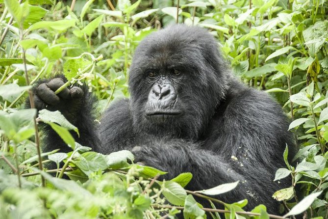 5 days gorillas and chimpanzee tracking - Day 2: Four hours with chimpanzees in Kibale Forest