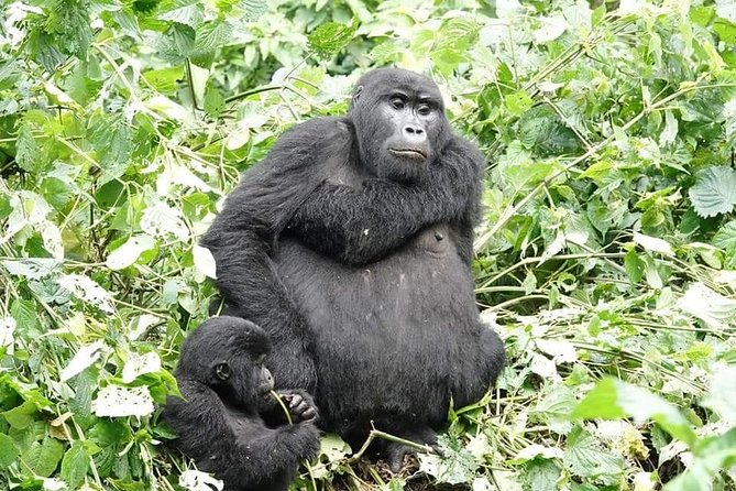 5 days gorillas and chimpanzee tracking - Day 4: The gorilla trek from Nkuringo