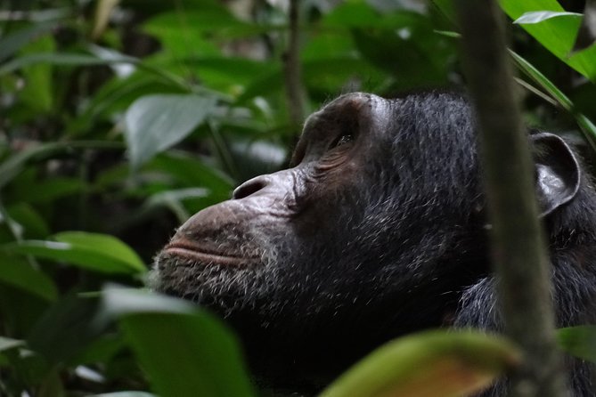 5 days gorillas and chimpanzee tracking - What the $2,877.31 price really covers