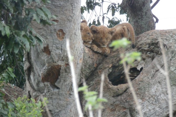 5 days gorillas and chimpanzee tracking - Fitness, clothing, and practical preparation