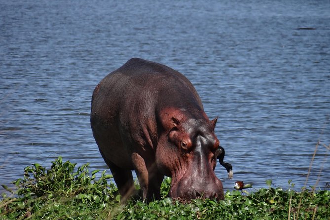 5 days gorillas and chimpanzee tracking - Day 1: From Kampala to Kibale and Nyabikere Crater Lake