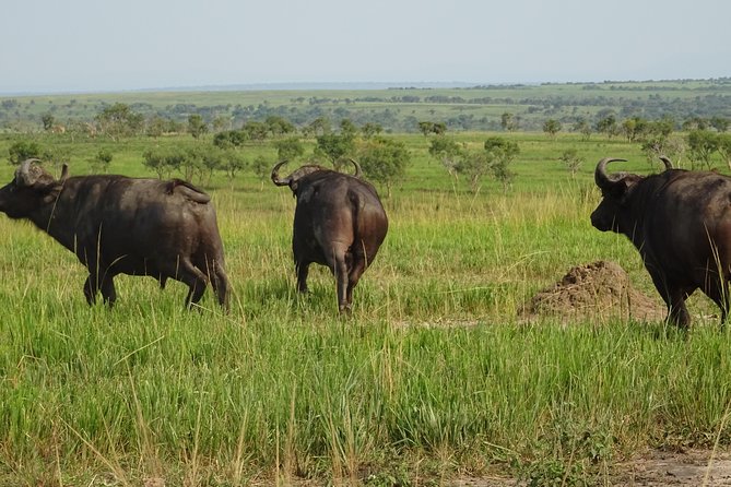 5 Days gorillas and Lion Tour in Uganda - Day 2: Game drive and Kazinga Channel cruise