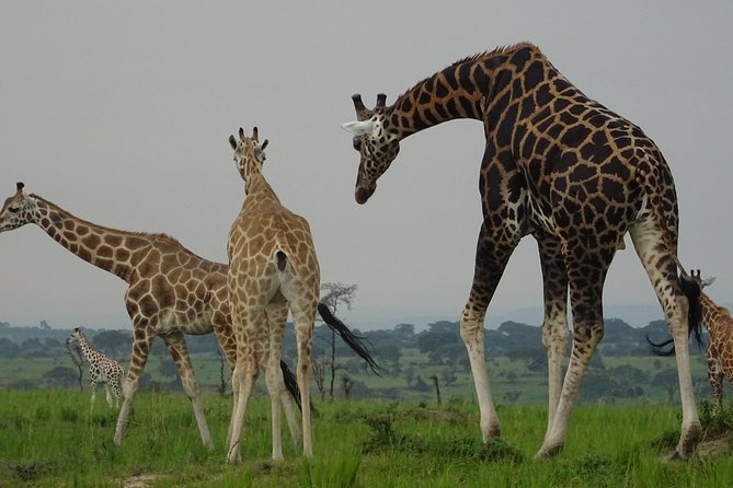 5 Days gorillas and Lion Tour in Uganda - Is $2,256.42 a fair price?