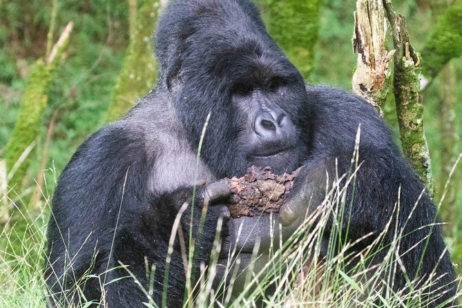 5 Days Uganda Gorilla, Chimpanzee and Wildlife Safari - Day 1: The long road to Queen Elizabeth National Park