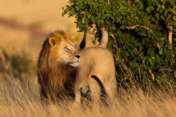 5 Days Uganda Gorillas and Masai Mara Comfort Wildlife Safari - Key things to know before booking