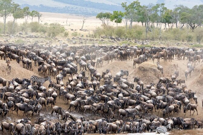5 Days Uganda Gorillas and Masai Mara Comfort Wildlife Safari - Why combine Bwindi with the Maasai Mara?