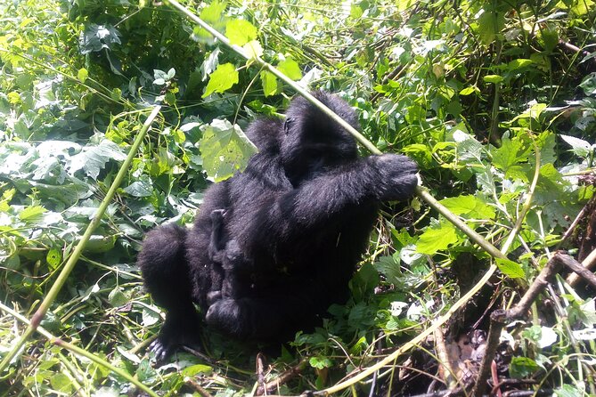 5 Days Uganda Gorillas and Masai Mara Comfort Wildlife Safari - Day 1: The long road to Bwindi