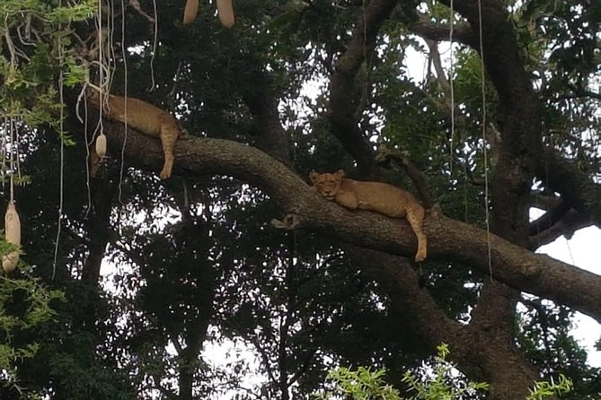6 Day Gorilla tracking and Wildlife Safari - Day 1: A gentle start in Kampala or Entebbe
