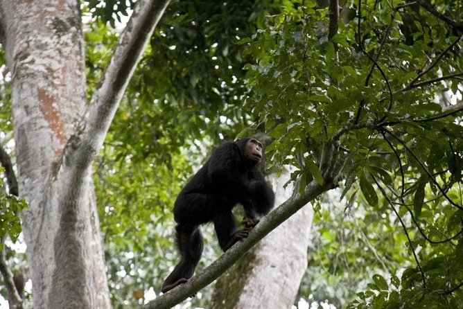 6 Day Gorilla tracking and Wildlife Safari - Day 3: Gorilla trekking in Bwindi Impenetrable Forest