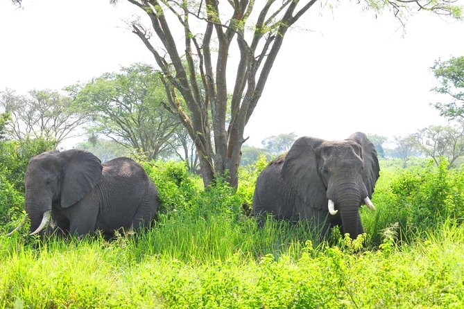 6 Day Gorilla tracking and Wildlife Safari - Day 5: Chimpanzees in Kyambura Gorge, followed by Kazinga Channel