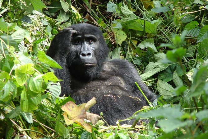 6 Day Gorilla tracking and Wildlife Safari - Day 2: The long road to Bwindi, with an Equator stop