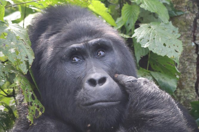 6 Day Gorillas, Golden Monkeys and Chimp Trek at Kibale - What this six-day route is really offering