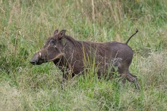 6 Day Gorillas, Golden Monkeys and Chimp Trek at Kibale - Day 6: Sunrise canoeing, then across the Gatuna border to Kigali