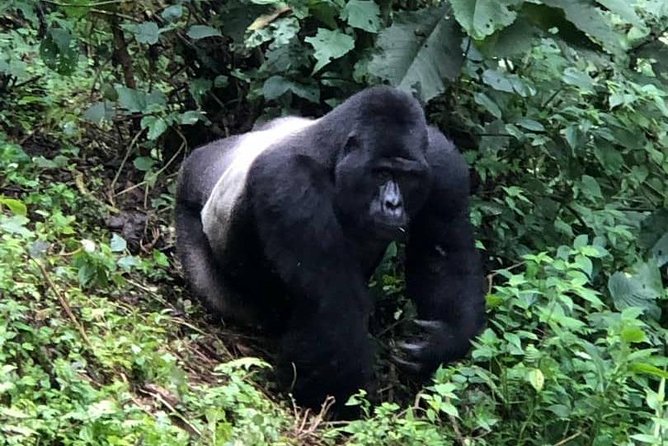 6 Day Gorillas, Golden Monkeys and Chimp Trek at Kibale - Guides, driving, and the private format