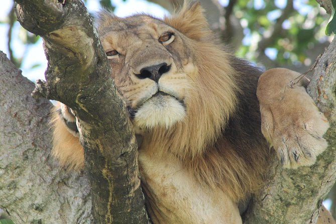 6-Day Queen Elizabeth and Mburo Luxury Safari - Day 3: Game drive and the Kazinga Channel