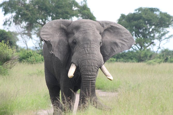 6-Day Queen Elizabeth and Mburo Luxury Safari - Day 4: Chimpanzees, forest life, and Lake Mburo