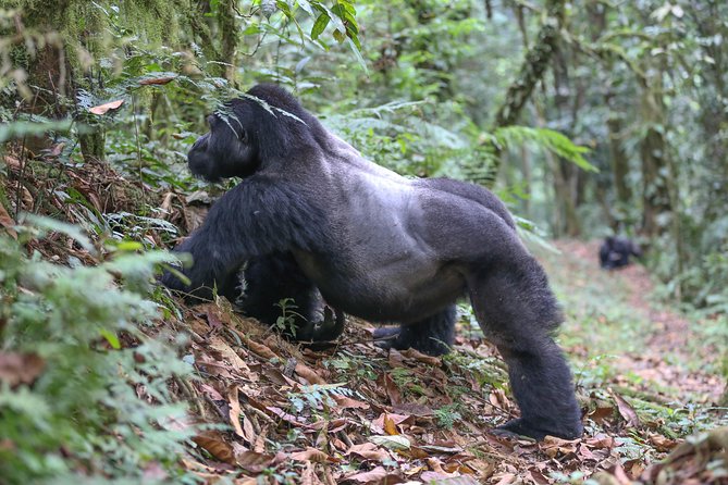 6-Day Uganda Gorilla Adventure (Fly-in) - Why the fly-in format makes sense in six days