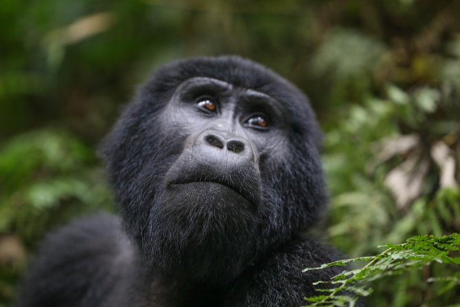 6-Day Uganda Gorilla Adventure (Fly-in) - Day 2: Walking from Kisoro to Lake Mutanda