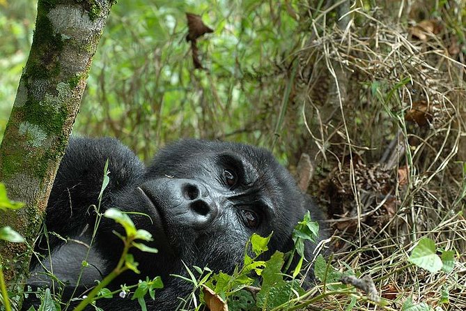6-Day Uganda Gorilla Adventure (Fly-in) - Day 4: Birding in Nombe Pocket Forest
