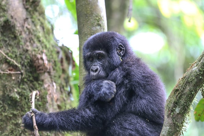 6-Day Uganda Gorilla Adventure (Fly-in) - Day 1: Mabamba Swamp and the hunt for a Shoebill