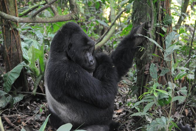 6 Days Chimps, Gorillas & Murchison Falls Africa's Big Five Experience Safari - What this six-day safari really offers