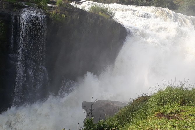 6 Days Chimps, Gorillas & Murchison Falls Africa's Big Five Experience Safari - Day 2: Game drive, Nile cruise, and careful wildlife watching