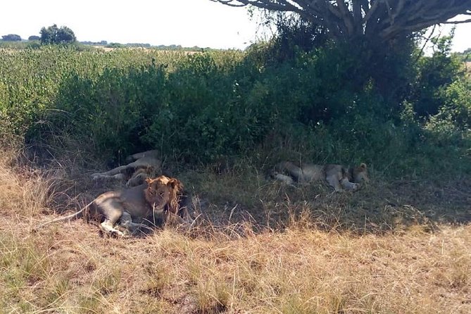 6 Days Chimps, Gorillas & Murchison Falls Africa's Big Five Experience Safari - Day 3: A long transfer toward Kibale Forest