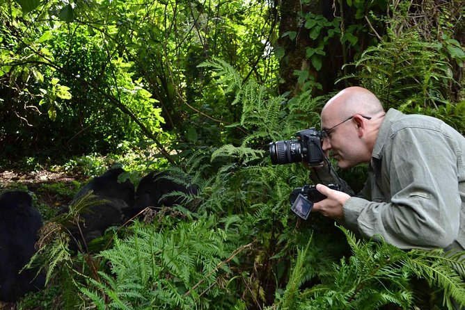 6 Days Chimps, Gorillas & Murchison Falls Africa's Big Five Experience Safari - Day 5: The gorilla trek is the heart of the trip