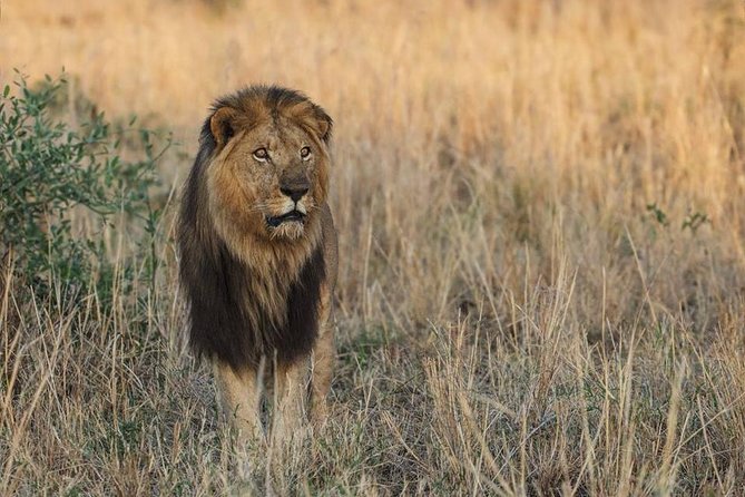 6 Days Chimps, Gorillas & Murchison Falls Africa's Big Five Experience Safari - Is $4,650 per person good value?