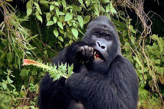 6 Days Chimps, Gorillas & Murchison Falls Africa's Big Five Experience Safari - Day 1: From Kampala to Murchison Falls and the Nile gorge