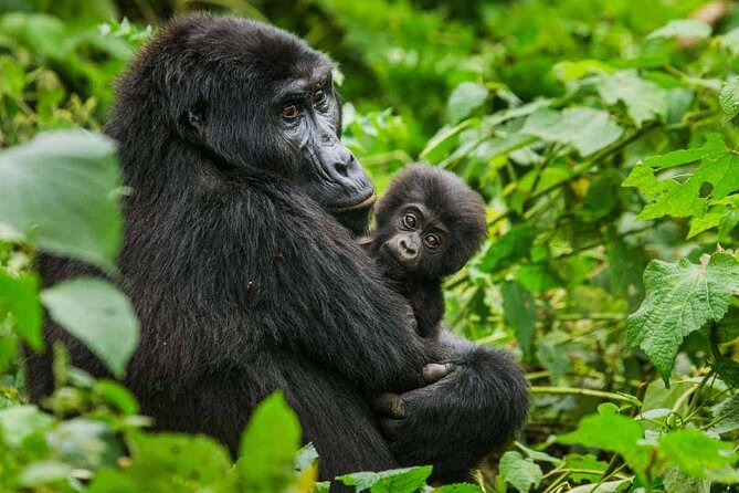 6 Days Uganda Gorilla, Chimps Trekking and Wildlife Safari - Key points to know before you book