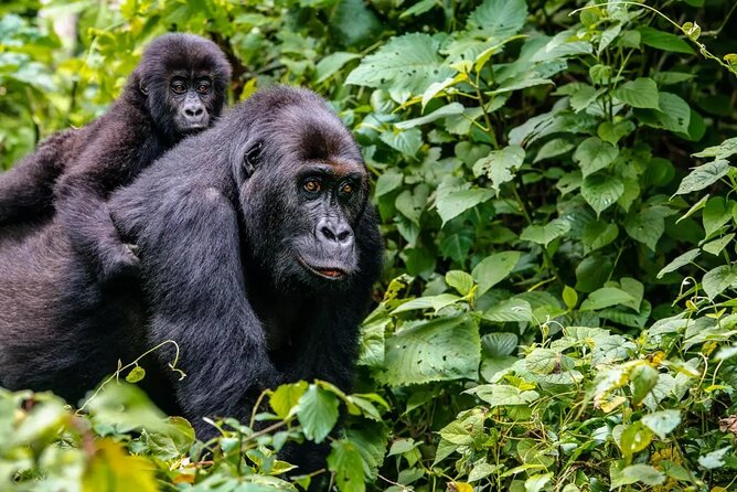 6 Days Uganda Gorilla, Chimps Trekking and Wildlife Safari - Day 3: Bwindi gorillas and Lake Bunyonyi