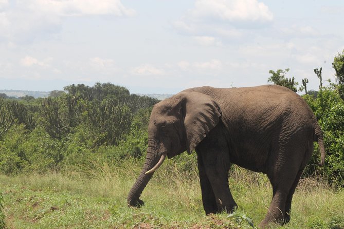 7-Day Murchison Falls, Chimps & Gorilla Trekking - Key Points Before You Book