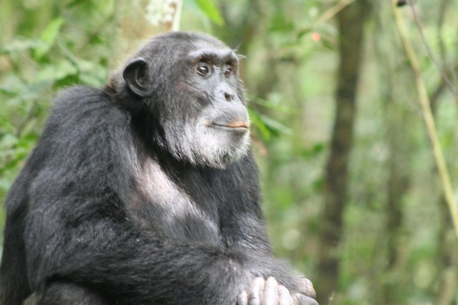 7-Day Murchison Falls, Chimps & Gorilla Trekking - Day One: From Entebbe to Murchison Falls