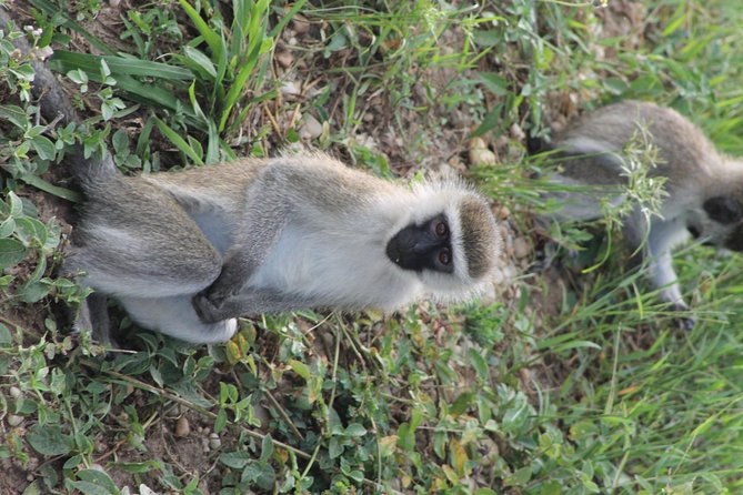 7-Day Murchison Falls, Chimps & Gorilla Trekking - Day Four: A Transfer Day Toward Queen Elizabeth National Park