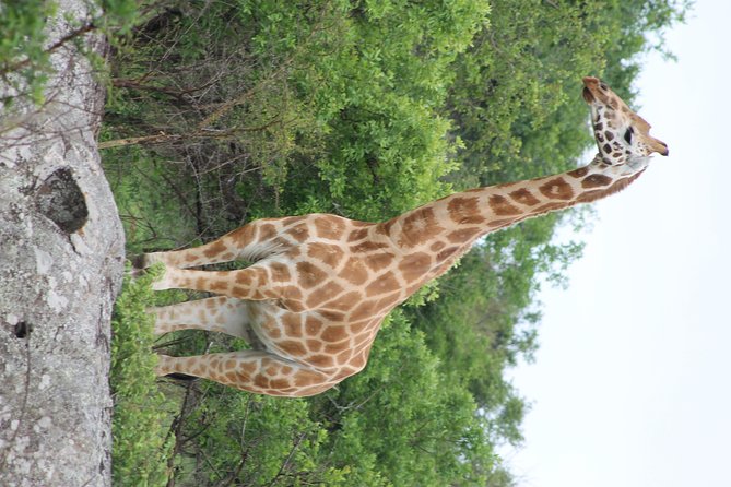 7-Day Murchison Falls, Chimps & Gorilla Trekking - Day Five: Through Ankole Country to Bwindi