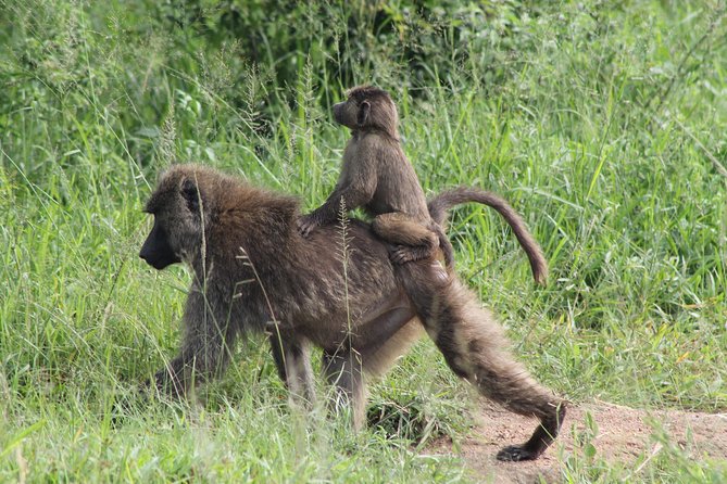 7-Day Murchison Falls, Chimps & Gorilla Trekking - Day Two: Game Drive, Nile Cruise, and the Falls