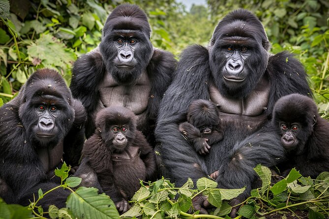 7-Day Private Uganda Gorilla Tracking Safari Tour From Entebbe - Key things to know before booking