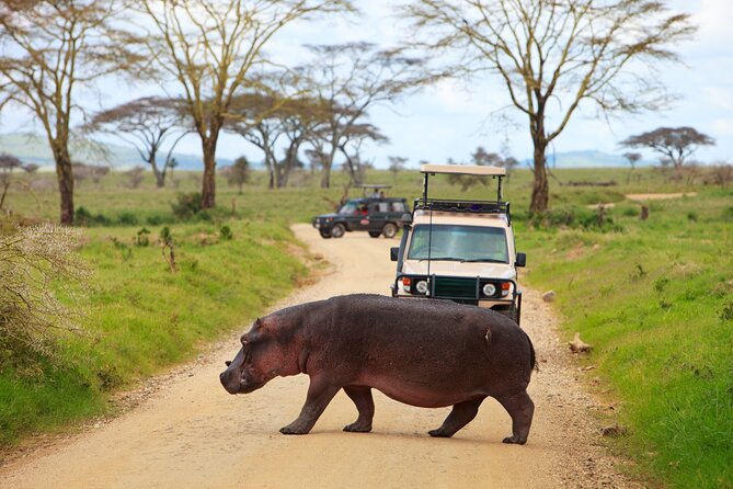 7-Day Private Uganda Gorilla Tracking Safari Tour From Entebbe - Chimpanzees, tree-climbing lions, and the road to Bwindi