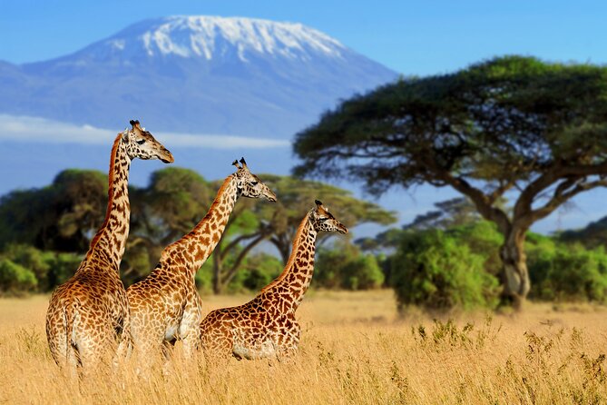 7-Day Private Uganda Gorilla Tracking Safari Tour From Entebbe - Flexible return to Entebbe on Day 7