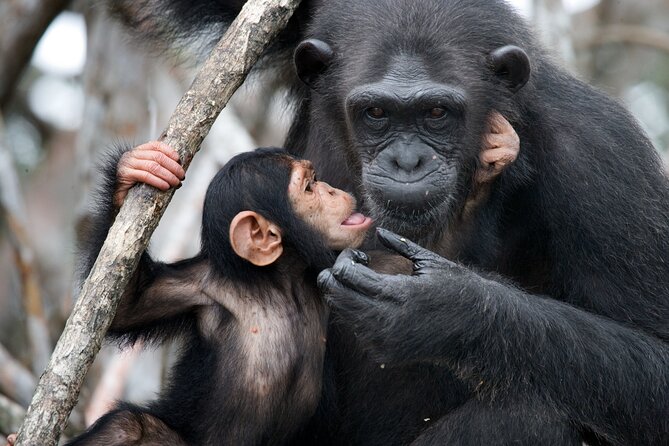 7-Day Private Uganda Gorilla Tracking Safari Tour From Entebbe - Queen Elizabeth wildlife and the Kazinga Channel on Day 3