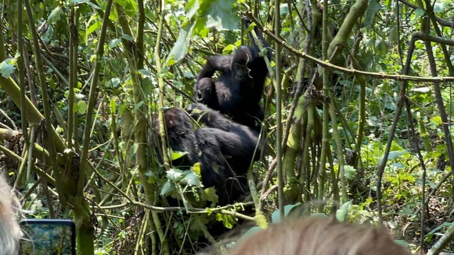 7 Day Rwanda Uganda Primates Trekking and Wildlife Tour - Key points to know before booking