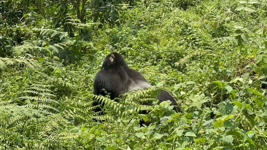 7 Day Rwanda Uganda Primates Trekking and Wildlife Tour - Kigali to Mgahinga: a border crossing with purpose
