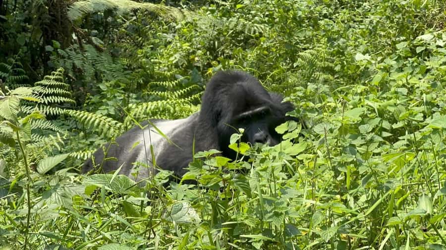 7 Day Rwanda Uganda Primates Trekking and Wildlife Tour - Gorilla trekking and the move to Lake Bunyonyi
