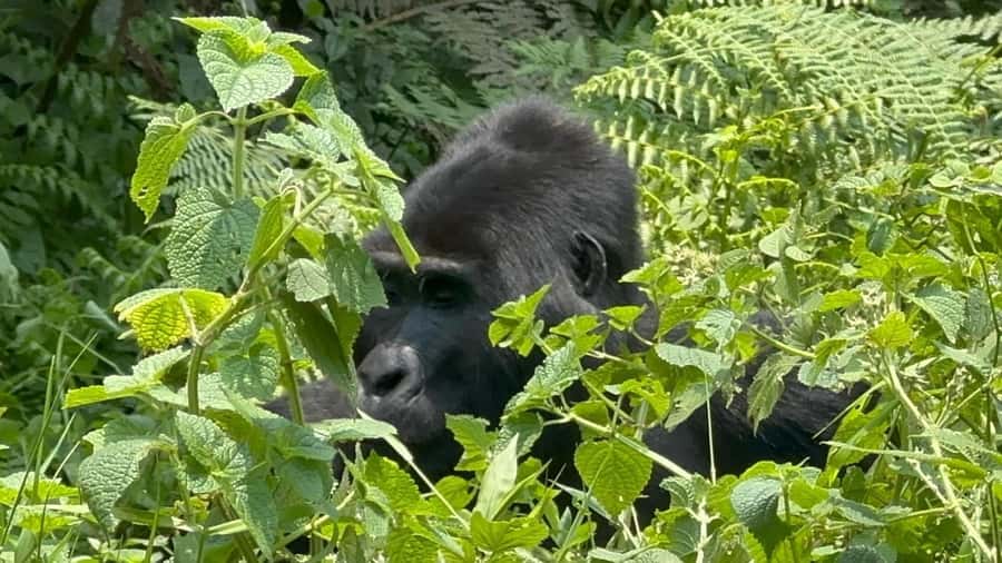 7 Day Rwanda Uganda Primates Trekking and Wildlife Tour - Chimpanzees in Kyambura Gorge or Kalinzu Forest