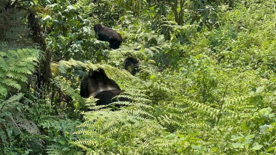 7 Day Rwanda Uganda Primates Trekking and Wildlife Tour - Golden monkeys in Mgahinga on day two